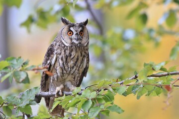Wild European Long eared Owl Asio otus, sitting onbranch. Wildlife scene from nature.