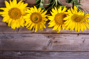 Obraz premium sunflowers on rustic wooden background, summer harvest concept, top view