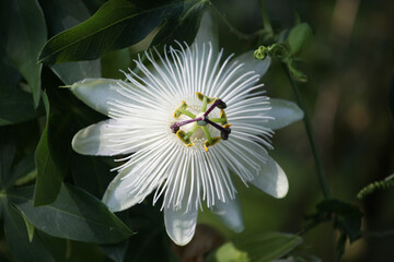 'Snow Queen' passion flower, passiflora in the summer sunshine