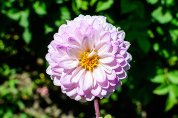 Close up of one beautiful large vivid pink magenta dahlia flower in full bloom on blurred green background, photographed with soft focus in a garden in a sunny summer day..