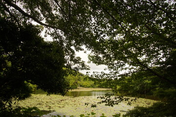 Fototapeta premium A beautiful garden of the temple in Kyoto, Japan