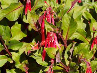 Fuchsia triphylla 'fulgens' ou fuchsia lumineux à longues et minces fleurs tubulaires pendantes rouge écarlate, orangé dans un feuillage vert bordé et teinté de pourpre