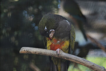 Animal and nature photos from the Schoenbrunn Zoo in Vienna