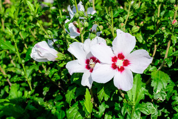 White delicate flower of Cornus kousa tree, commonly known as ousa, kousa, Chinese, Korean and Japanese dogwood, and green leaves in a garden in a sunny spring day beautiful outdoor floral background.