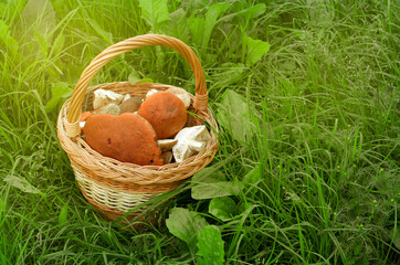 Basket of fungi on the green grass. The collected mushrooms.