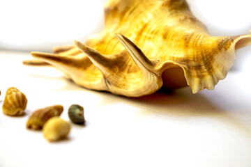 Marine composition large seashell from the sea on a white background