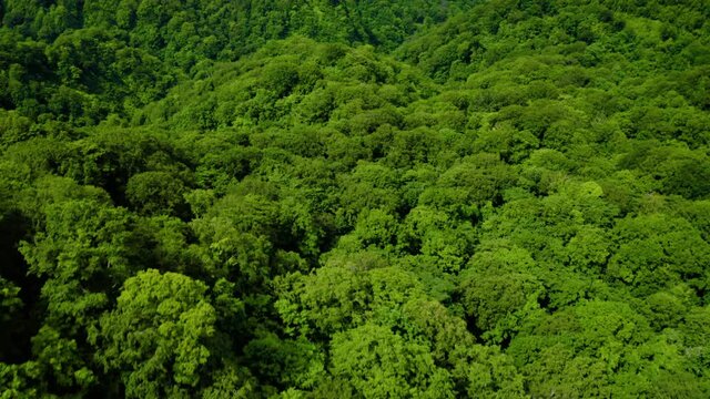 新緑の白神山地空撮