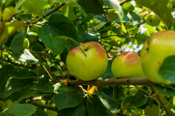 reife Äpfel an einem Ast