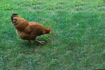 Ein Huhn im grünen Gras im Garten