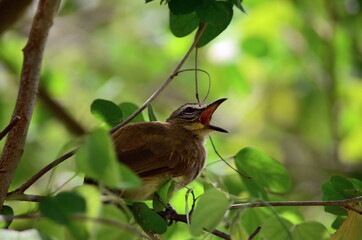 Chirping Bird - Welcome Monsoon
