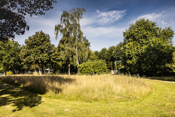 A flowery meadows in Trittau