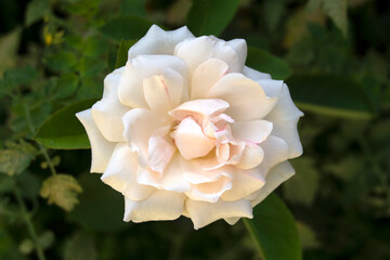 Petalos de rosa blanca en jardín