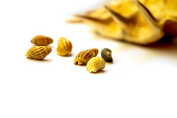 Small seashells on white background marine composition