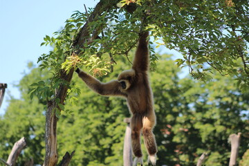 Naklejka premium Animal and nature photos from the Schoenbrunn Zoo in Vienna