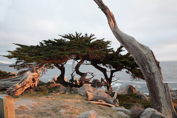 Landscape of Pescadero Point with ghost trees during sunset along 17 Mile Drive in the coast of...