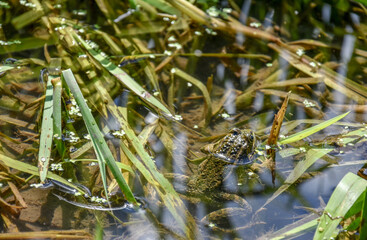 frog in the pond