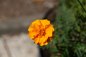 Flor de jardín naranja