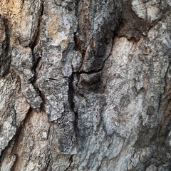 Texture of tree