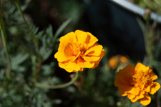 Flor de jard&iacute;n naranja