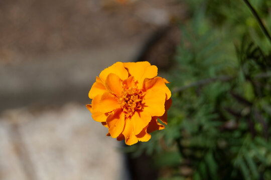 Flor de jard&iacute;n naranja