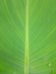 Banana Leaf