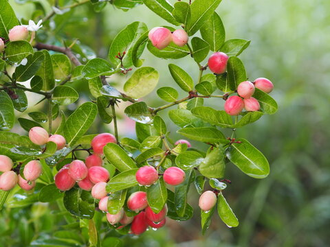 Red fruit Rain drops on Bengal Currant, Karanda Carunda Christ's thorn fruit blooming in garden fresh on blurred nature background