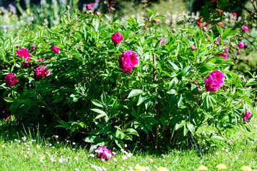 Bush with many large delicate vivid pink peony flowers in a British cottage style garden in a sunny spring day, beautiful outdoor floral background photographed with selective focus.