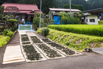日本　藍染藍の乾燥葉作り手作業の天日干し