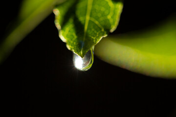 water drop on green leaf