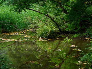 烏川渓谷緑地の水辺エリア エリア内の池に映り込む樹木 長野県安曇野市