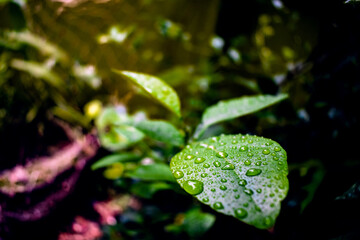Close Up Macro Photography of Clean Water Drops On Textured Leaves at Garden. Fresh green trees and plants after rain in nature background. Transparent Dew Droplets, Sparkle Glare In Morning Sunshine.