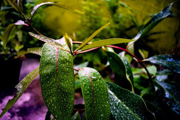 Close Up Macro Photography of Clean Water Drops On Textured Leaves at Garden. Fresh green trees and plants after rain in nature background. Transparent Dew Droplets, Sparkle Glare In Morning Sunshine.