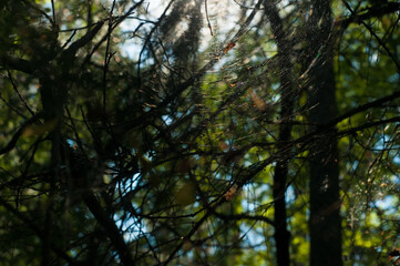 Obraz premium Sun glaring on the web in forest. Nature. Natural background 