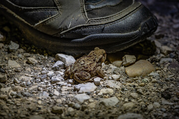a toad and a boot