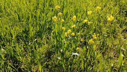 Yellow Mustard  Flower with green leaves Sunlight Wallpaper