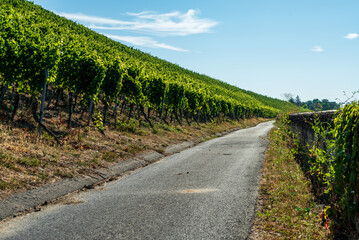 Fototapeta na wymiar Narrow asphalt road in the vineyard