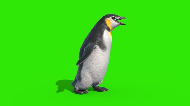 Penguin Fast Walkcycle Green Screen Loop Side 3D Rendering Animation 4K