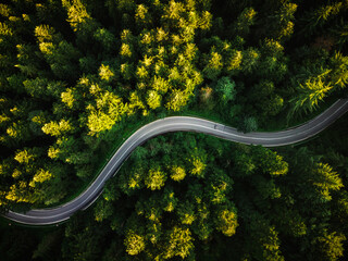 Winding Curvy Road Trough Forest. Aerial Drone Top Down View. Wilderness