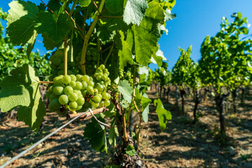 Green grapes on the vine