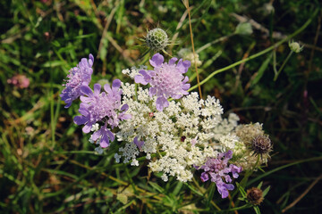 Purple pin cushion scabious and white  wild carrot wildflowers on Pewley Down in Guildford, Surrey, UK