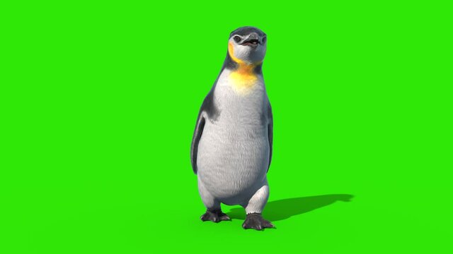 Penguin Walkcycle Green Screen Loop Front 3D Rendering Animation 4K