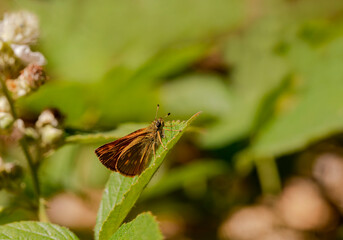 Forest Hoppin butterfly on plant / Ochlodes venatus