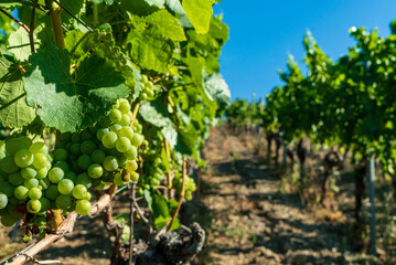 Fototapeta na wymiar Grapes on the vine