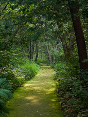 烏川渓谷緑地の水辺エリア 薄日が差している園路 長野県安曇野市