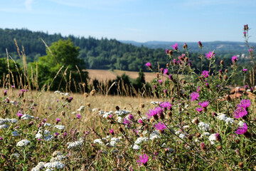 Wild carrot and Purple knapweed wildflowers on Pewley Down in Guildford, Surrey, UK - obrazy, fototapety, plakaty