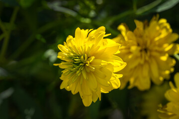 Rudbeckia laciniata cutleaf coneflower golden ball yellow flowers in summer garden.