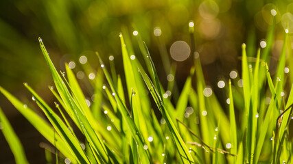 oświetlona trawa z kroplami wody - obrazy, fototapety, plakaty