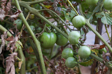 green olives on tree