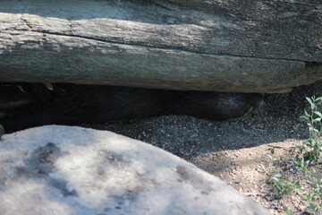 Animal and nature photos from the Schoenbrunn Zoo in Vienna
