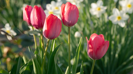 Obraz premium Różowe tulipany w ogrodzie
